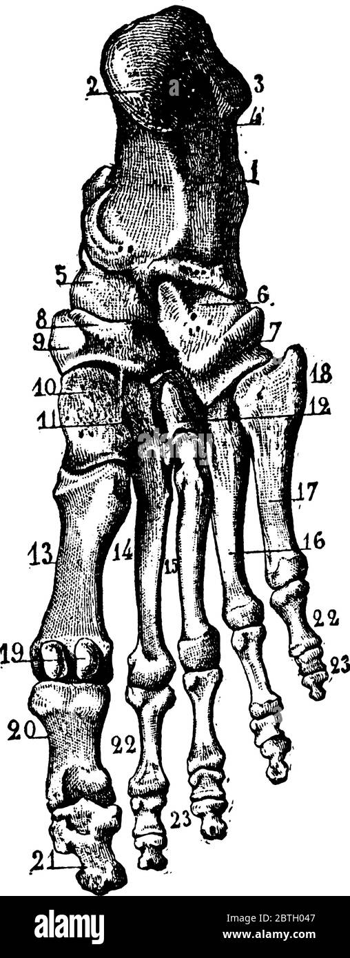 Label the carpals and the tarsals