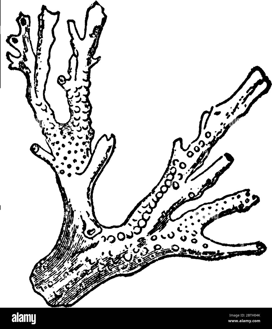 Corals are marine organisms from the class Anthozoa and exist as small sea anemone-like polyps, typically in colonies of many identical, individuals, Stock Vector