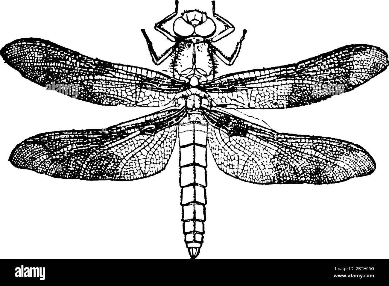 Dragonfly Drawing Black And White Stock Photos Images Alamy