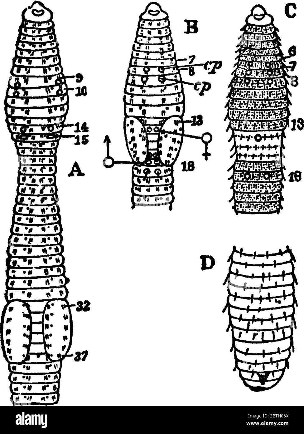 Diagrams of various earthworms to illustrate external characters