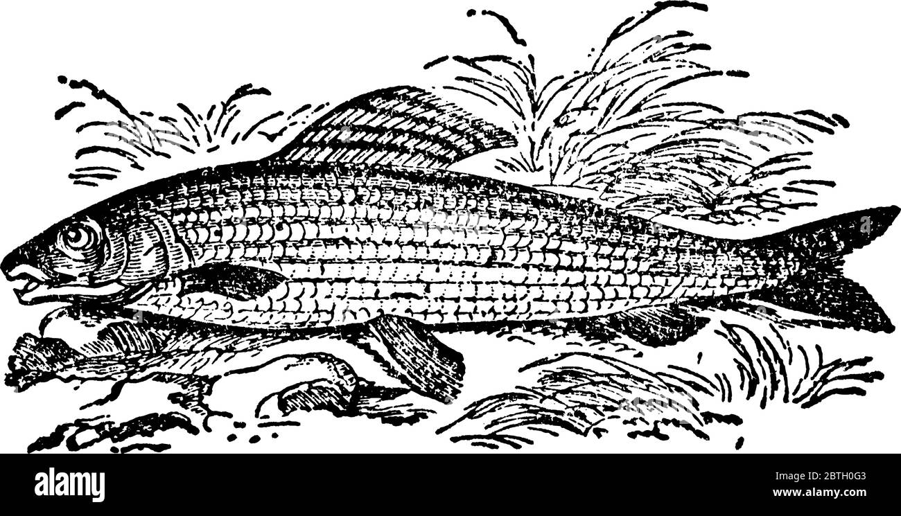 A genus of fresh-water fishes in the salmon family, with the smaller mouth and teeth, and by the long, many-rayed dorsal fin. The genus is represented Stock Vector