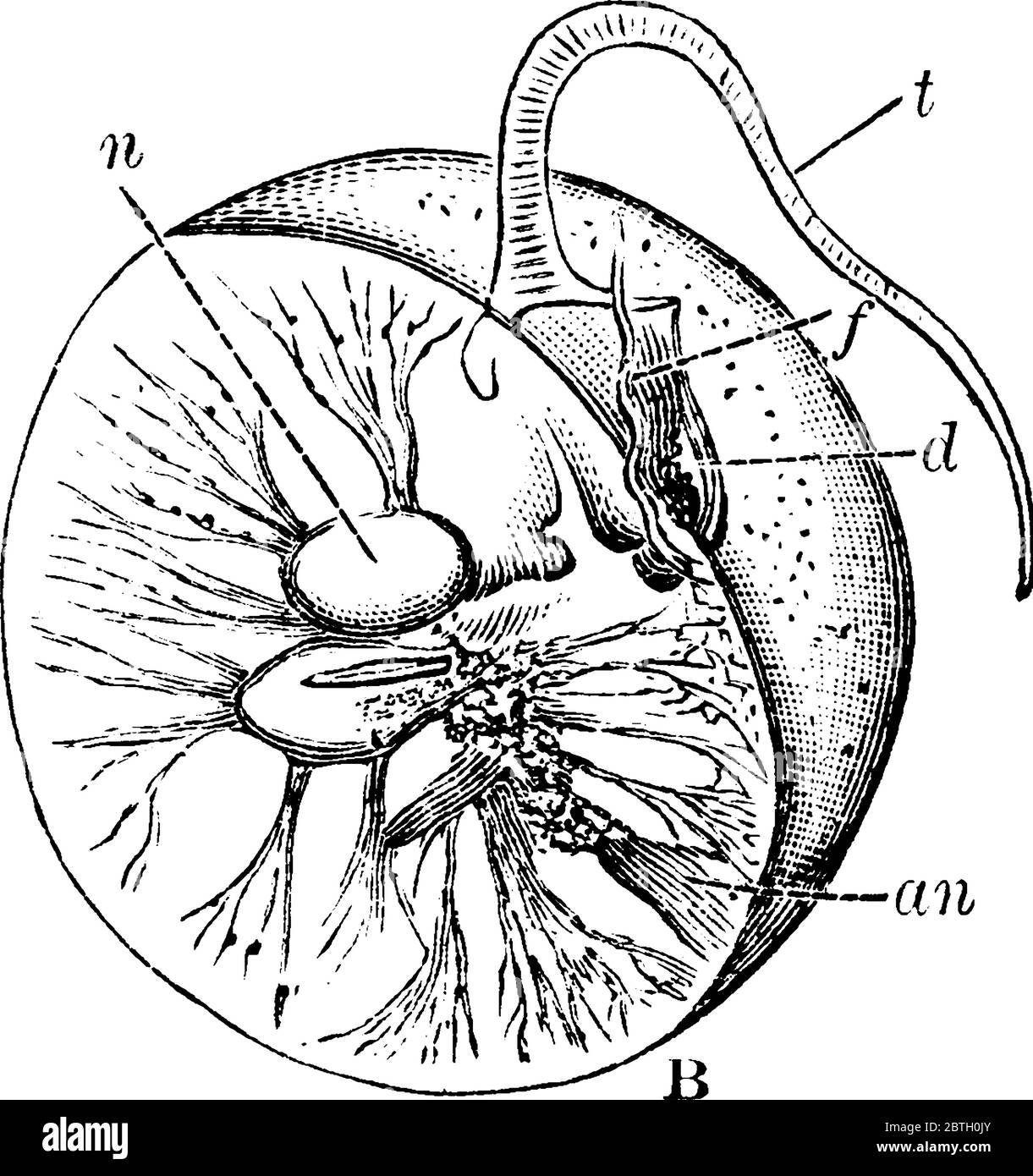 Dinoflagellate or dinoflagellates Stock Vector Images - Alamy, image size:1221x1390