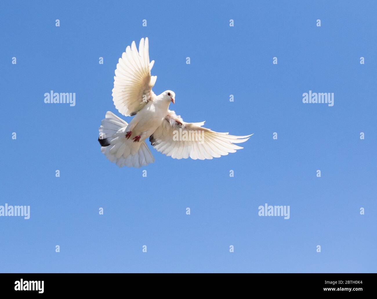 white feather pigeon flying against clear blue sky Stock Photo Alamy