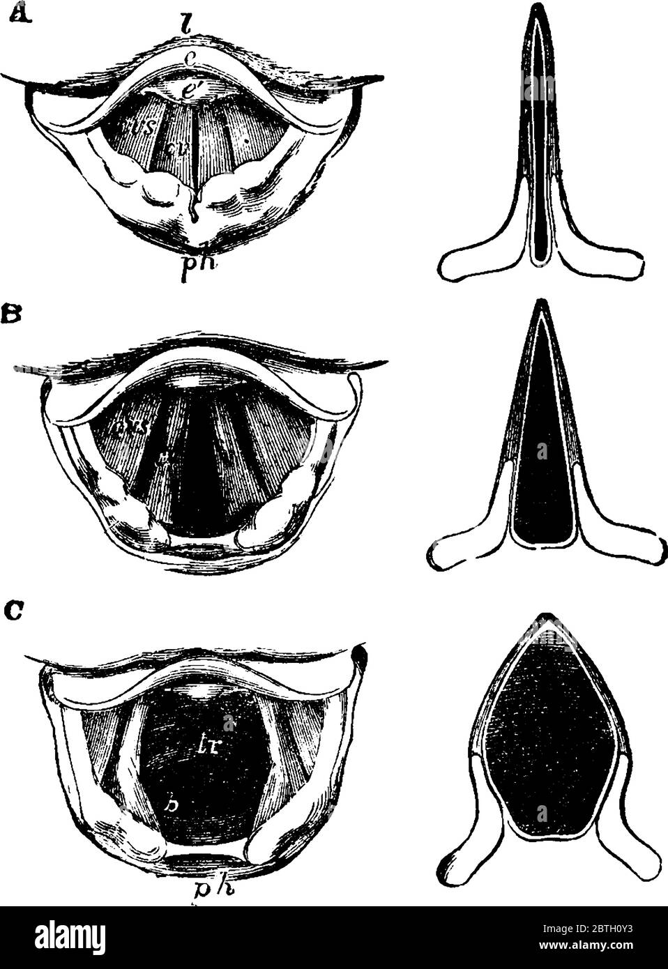 The triangle-shaped larynx as seen by means of the laryngoscope in different conditions of the glottis, with the parts labelled, vintage line drawing Stock Vector