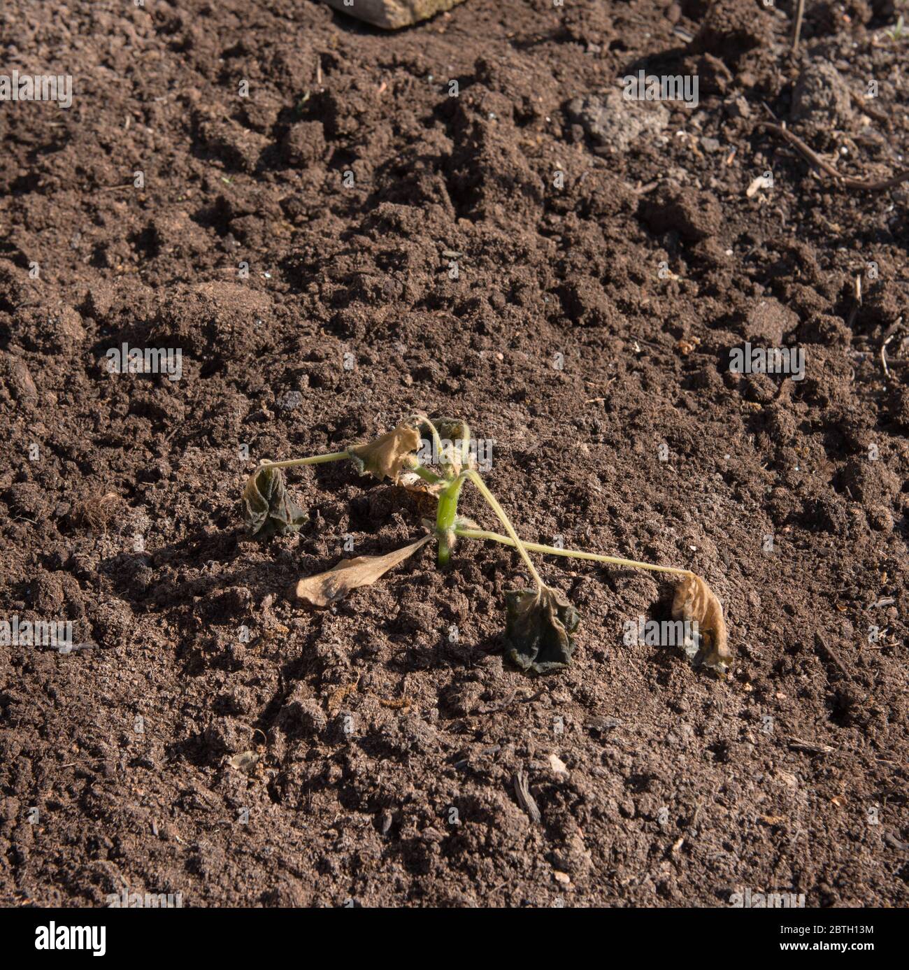 Late Spring Frost Damage to a Home Grown Organic Courgette Plant