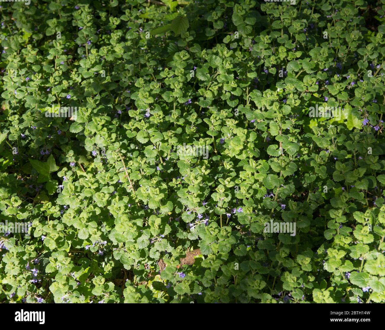 Spring Flowering of the Clump Forming Ground Ivy Plant (Glechoma hederacea) Growing on the Floor of a Forest in Rural Devon, England, UK Stock Photo