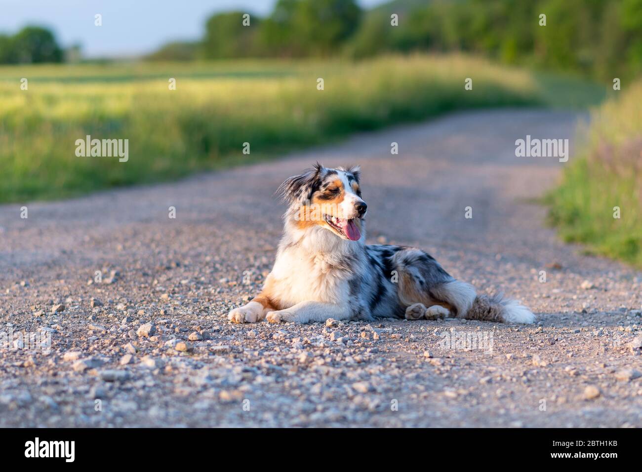 Dog australian shepherd blue merle lying on grey path road infront of green corn Stock Photo