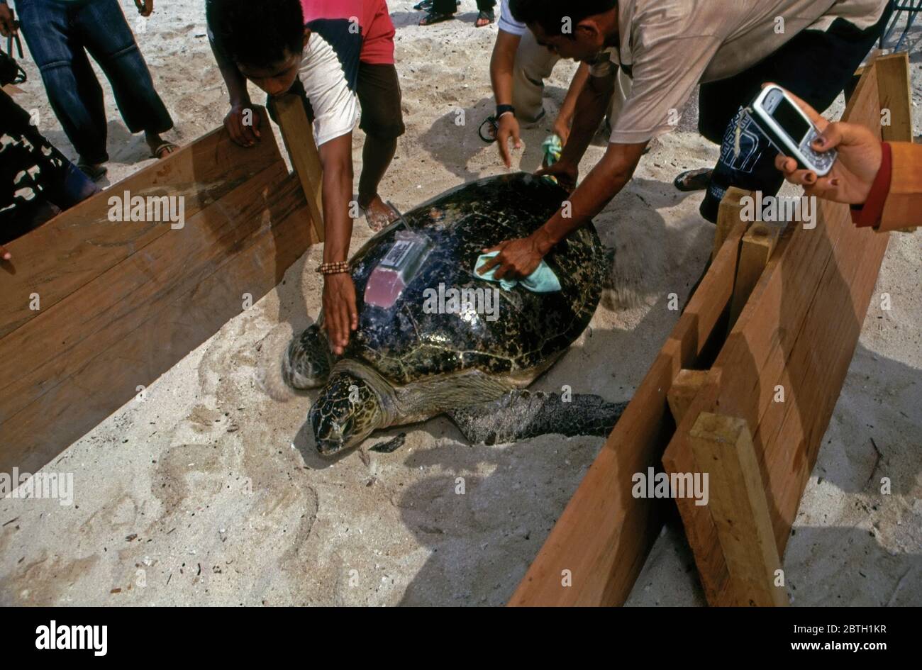 Green Sea Turtles Released With Satellite Transmitters To Track Their ...
