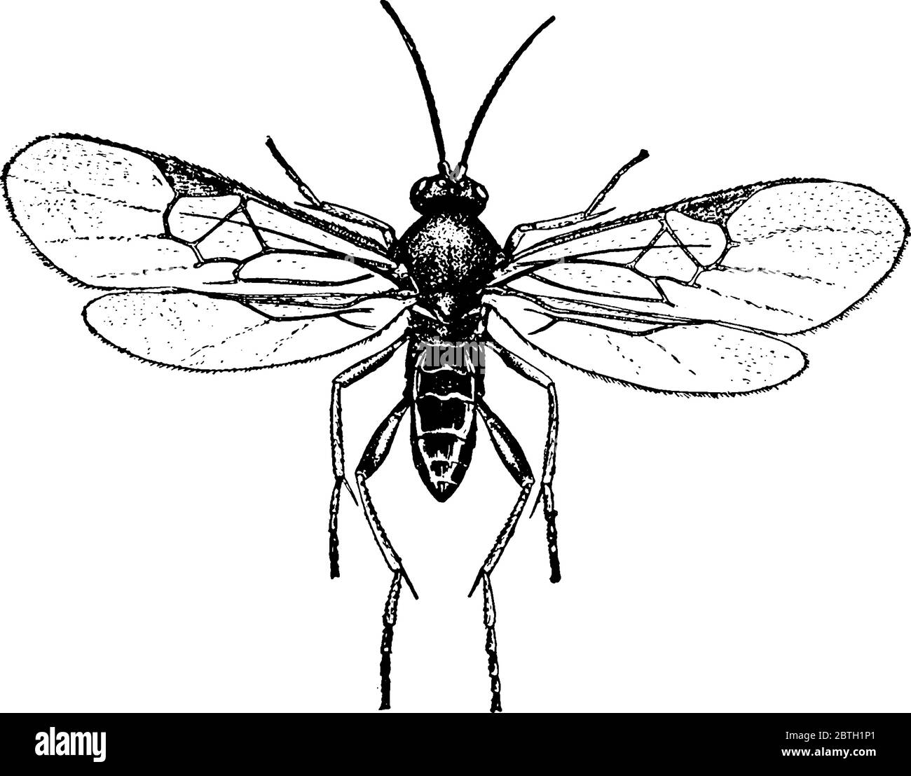 The ichneumon wasp is a parasitoid in the family Ichneumonidae, Its parasitic larvae feed on or inside another insect host species until it dies, vint Stock Vector