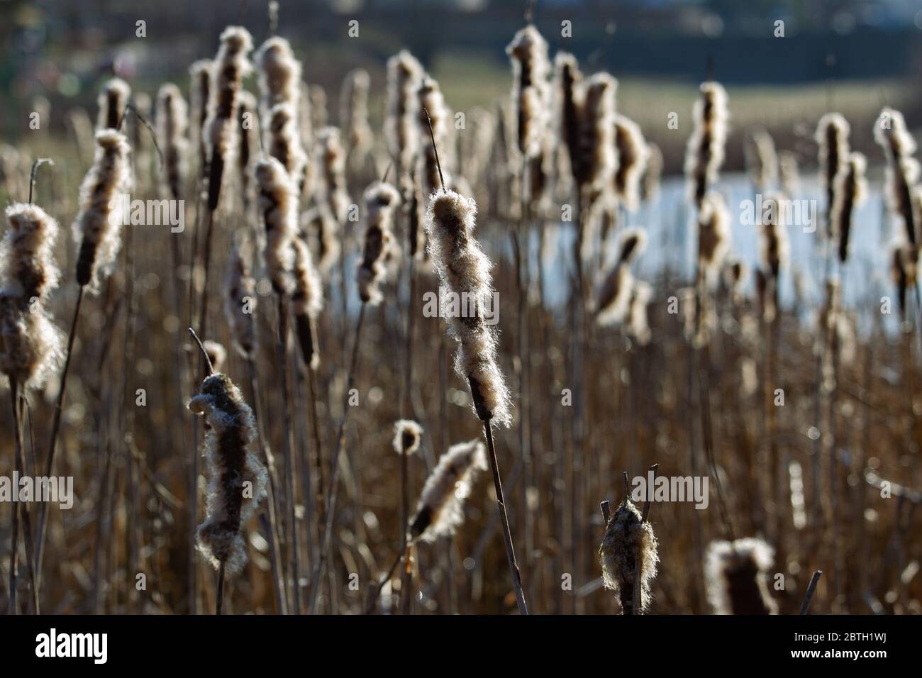 winter landscape with reeds and city views Stock Photo
