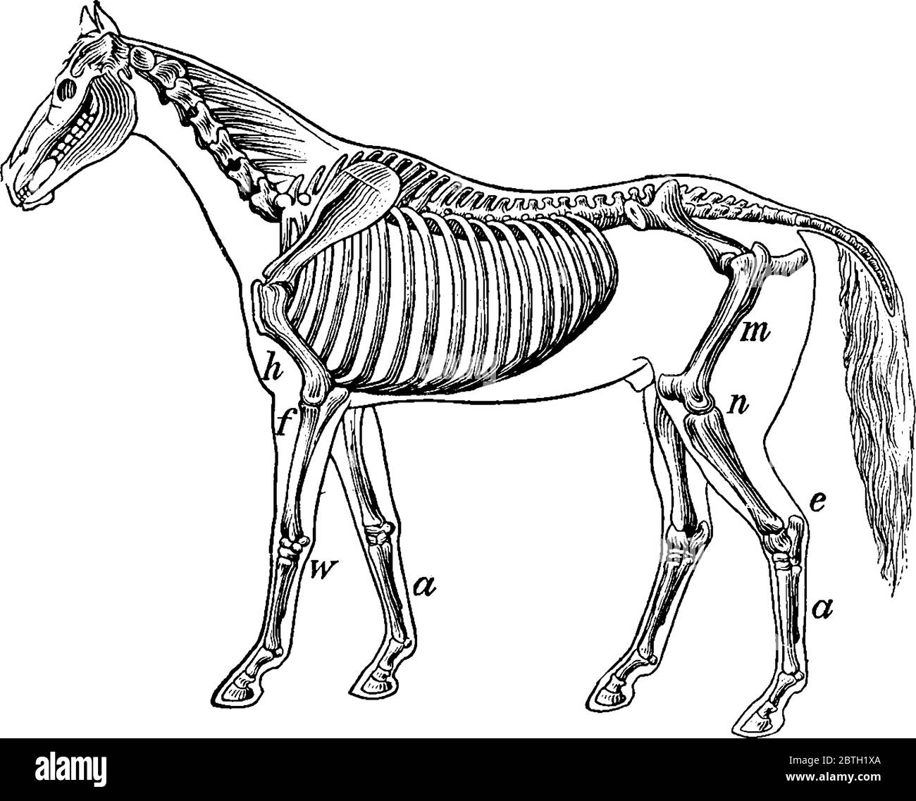 Horse Skeleton Drawing