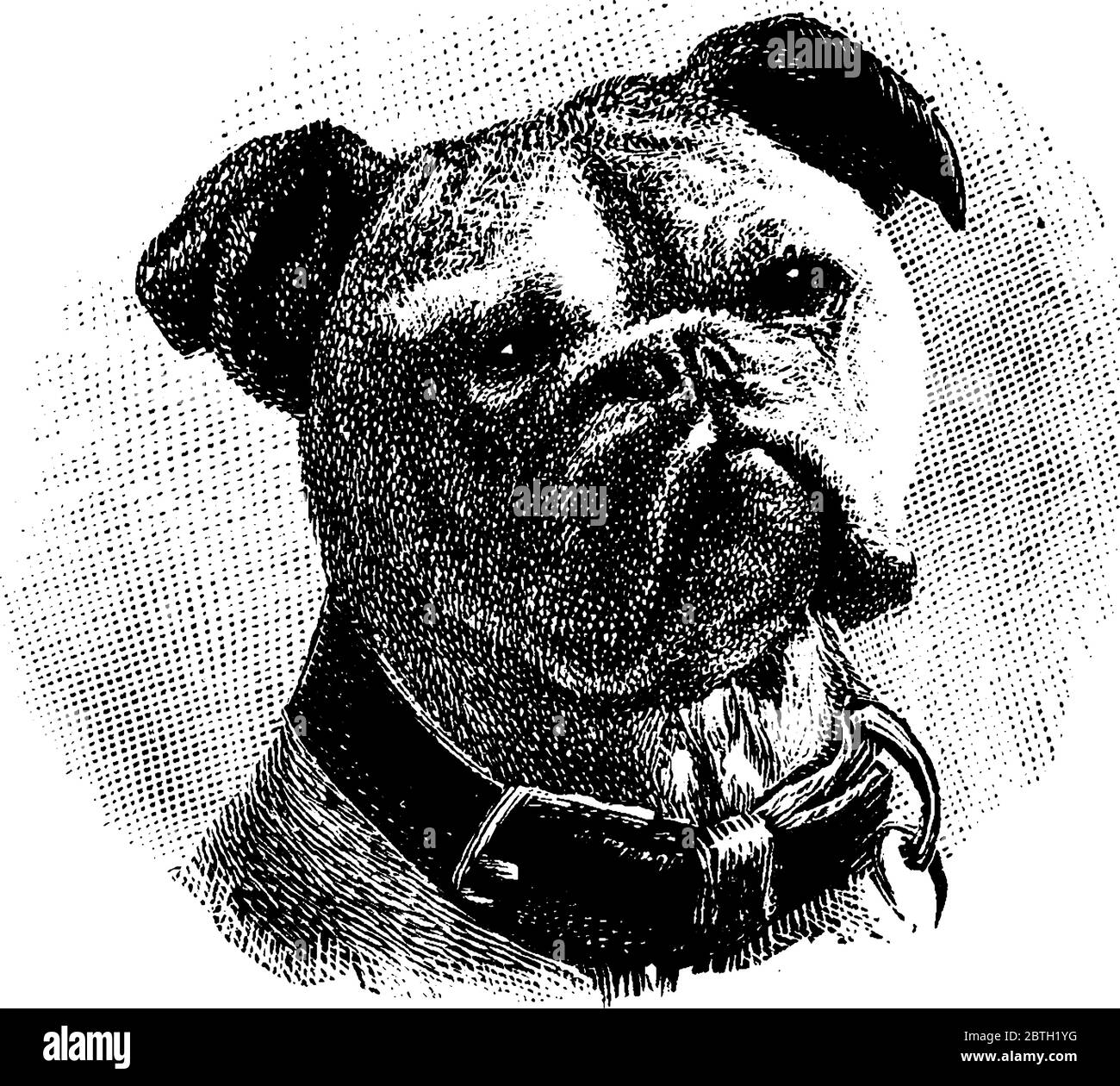 A large species of dog having muscular body and wrinkled face with life span 8-10 years, vintage line drawing or engraving illustration. Stock Vector