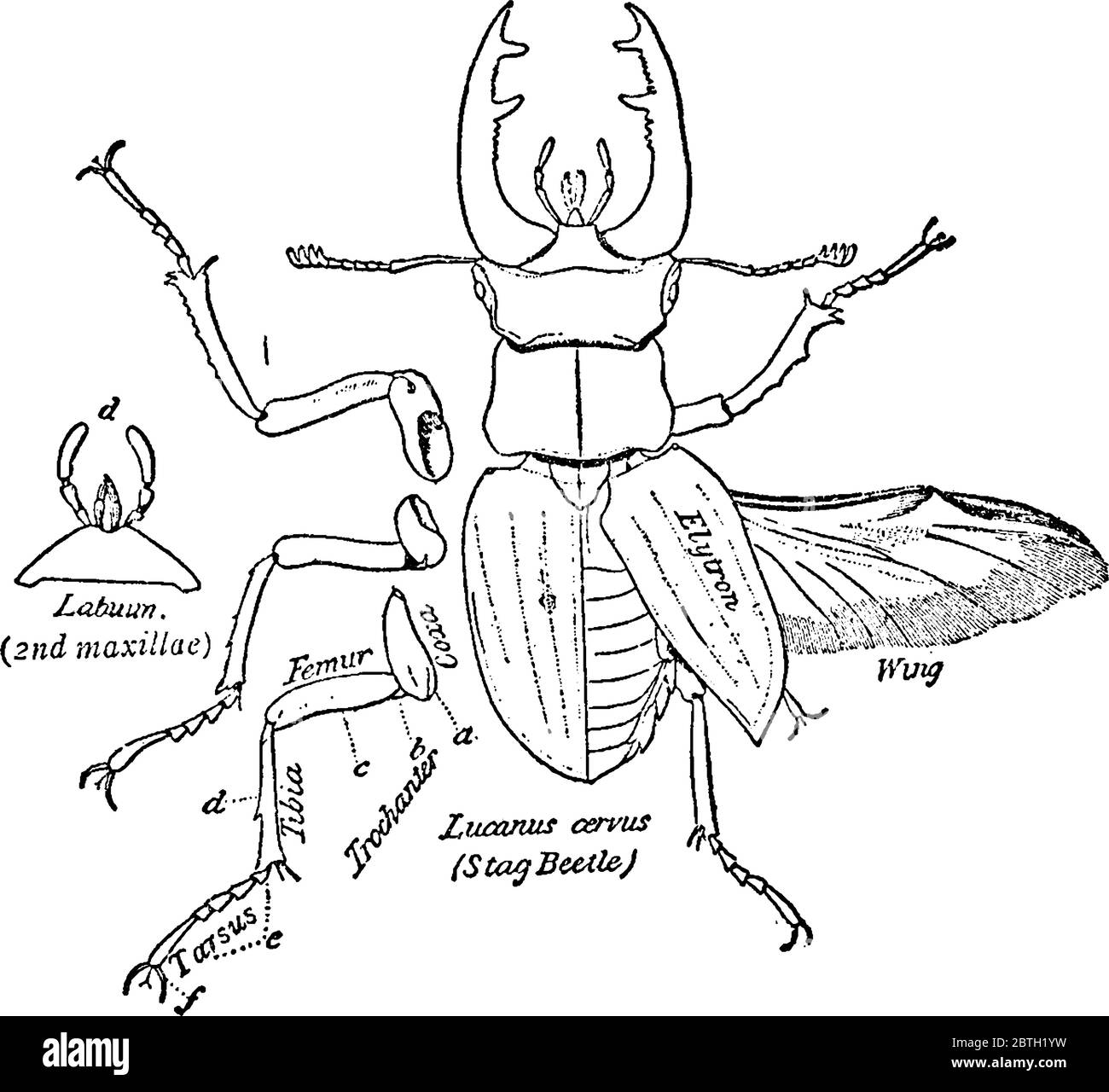 Beetle Wings Anatomy