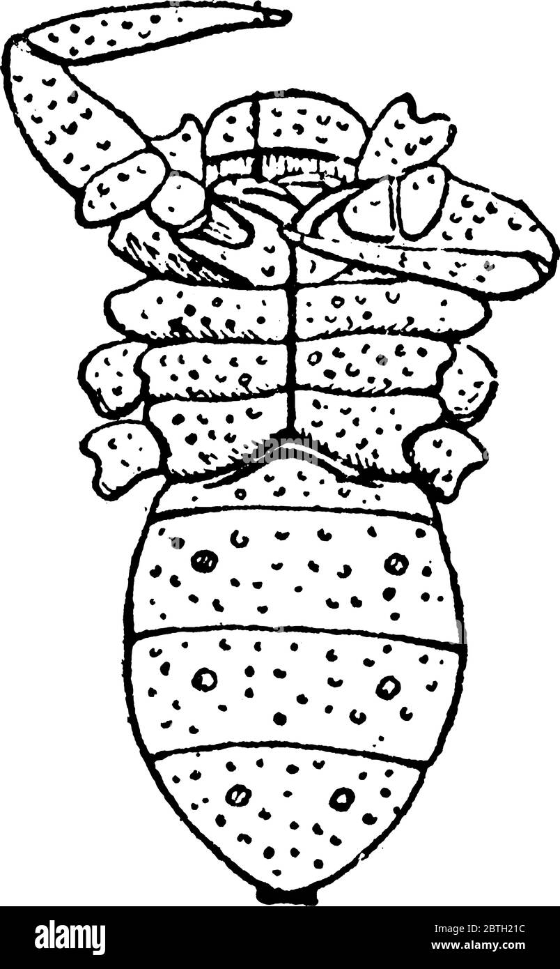 A typical representation of the ventral view of the Cryptostemma Karschii species, one of the Podogona, showing the six pairs of appendages of the pro Stock Vector