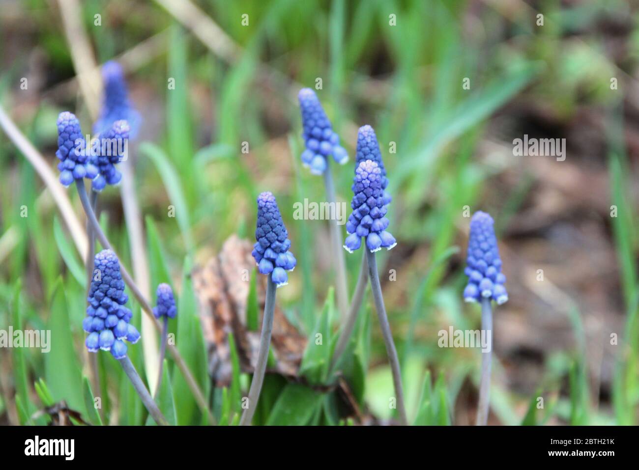 Beautiful white blue blue purple flowers with green leaves grow from black earth among dry foliage in spring. Stock Photo