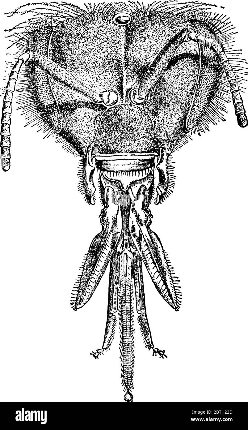 A typical representation of the head and appendages of honey-bee, Apis species, showing the parts like, antenna, epipharynx, lingula, labial palp, bou Stock Vector