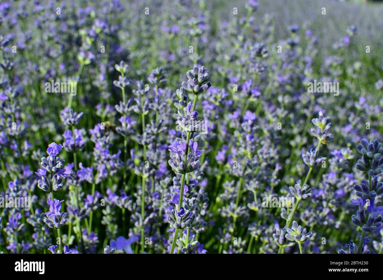 Purple Lavender Flowers during Summer at Countryside in Transylvania. Stock Photo