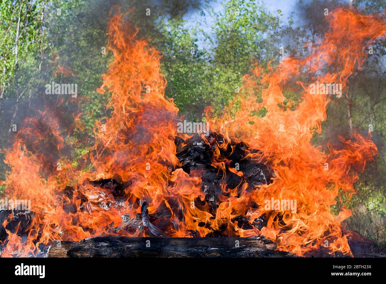 Forest fire. fallen tree is burned to the ground a lot of smoke Stock Photo