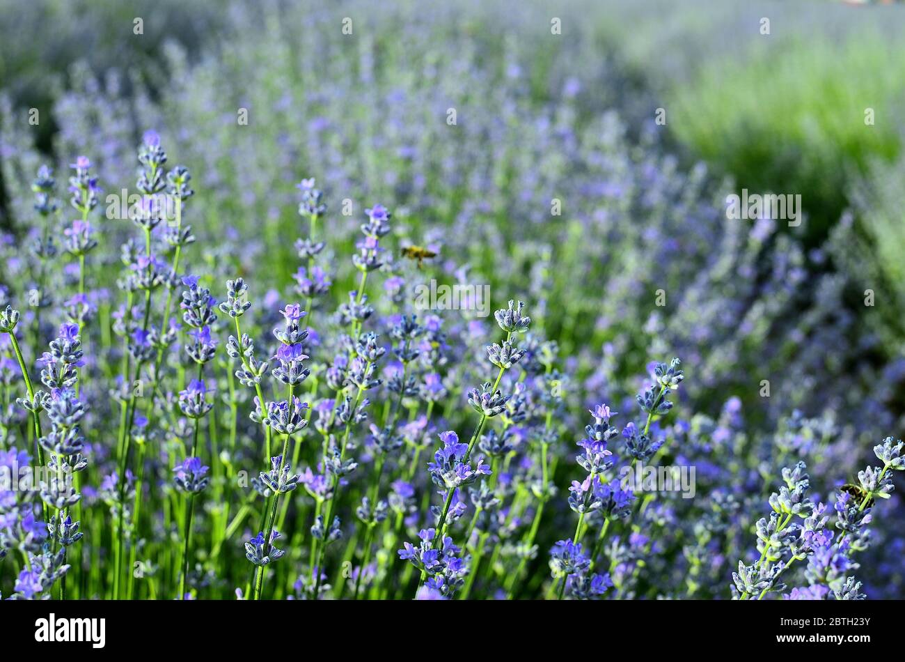 Purple Lavender Shrub with Bee during Summer at Countryside in Transylvania. Stock Photo