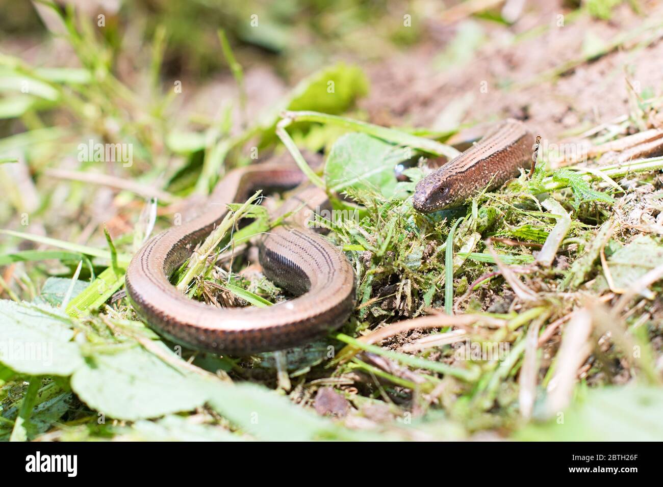 slow worm (Anguis fragilis) to the sun on the mossy ground Stock Photo