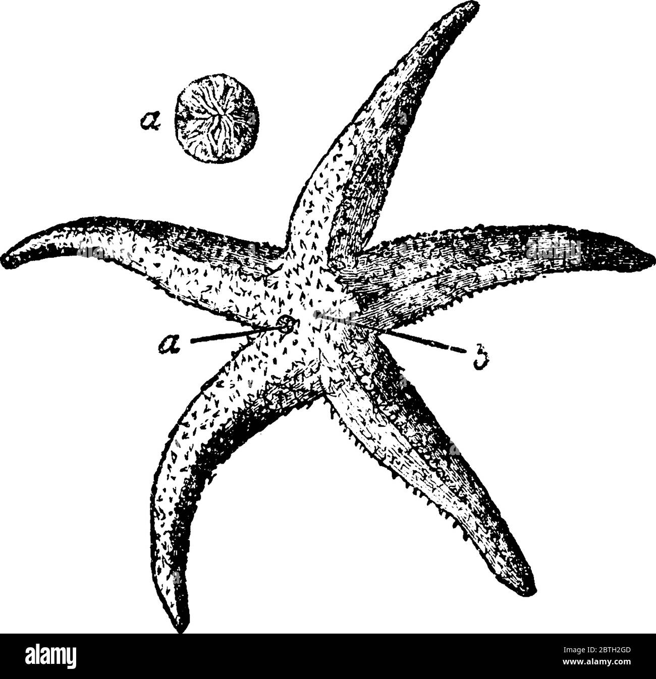 Asterias rubens Black and White Stock Photos & Images - Alamy