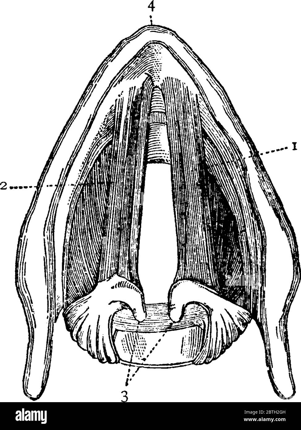 Cross section of the larynx above the vocal cords, with the parts, 1: right vocal cord. 2: left vocal cord. 3: cartilages to which the vocal cords are Stock Vector