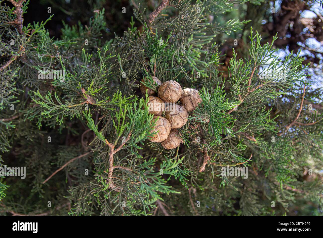Green branch of an evergreen plant cypress Stock Photo
