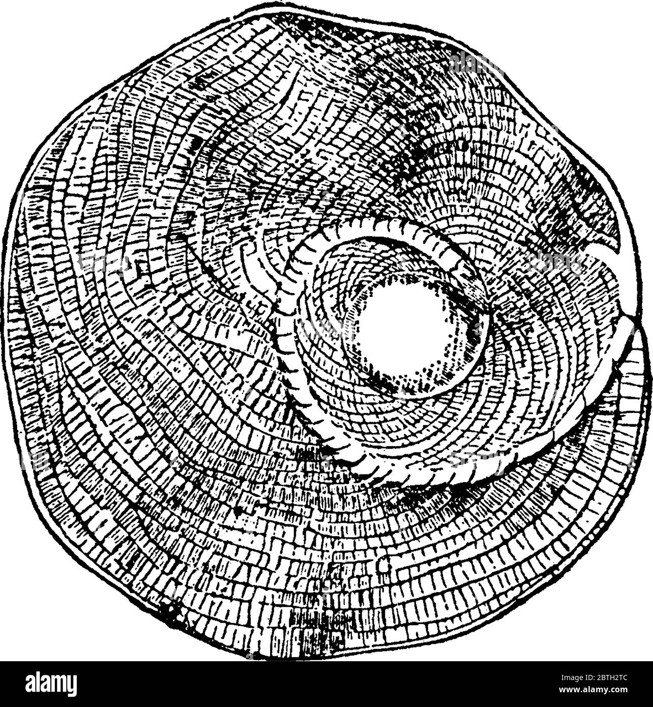 An illustration of a heterostegina, a prehistoric foraminifera, vintage line drawing or engraving illustration. Stock Vector
