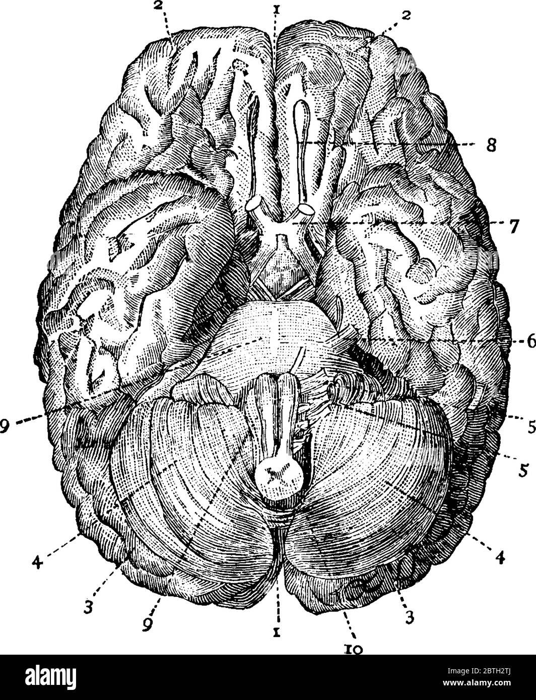 The human brain viewed from below, with the parts, 1: Great fissure; 2: Anterior lobes of cerebrum; 3: Posterior lobes of cerebrum; 4: Lobes of cerebe Stock Vector