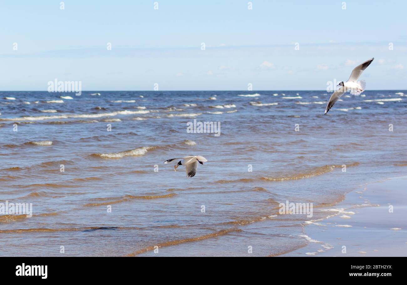 Two seagulls flying above the water Stock Photo