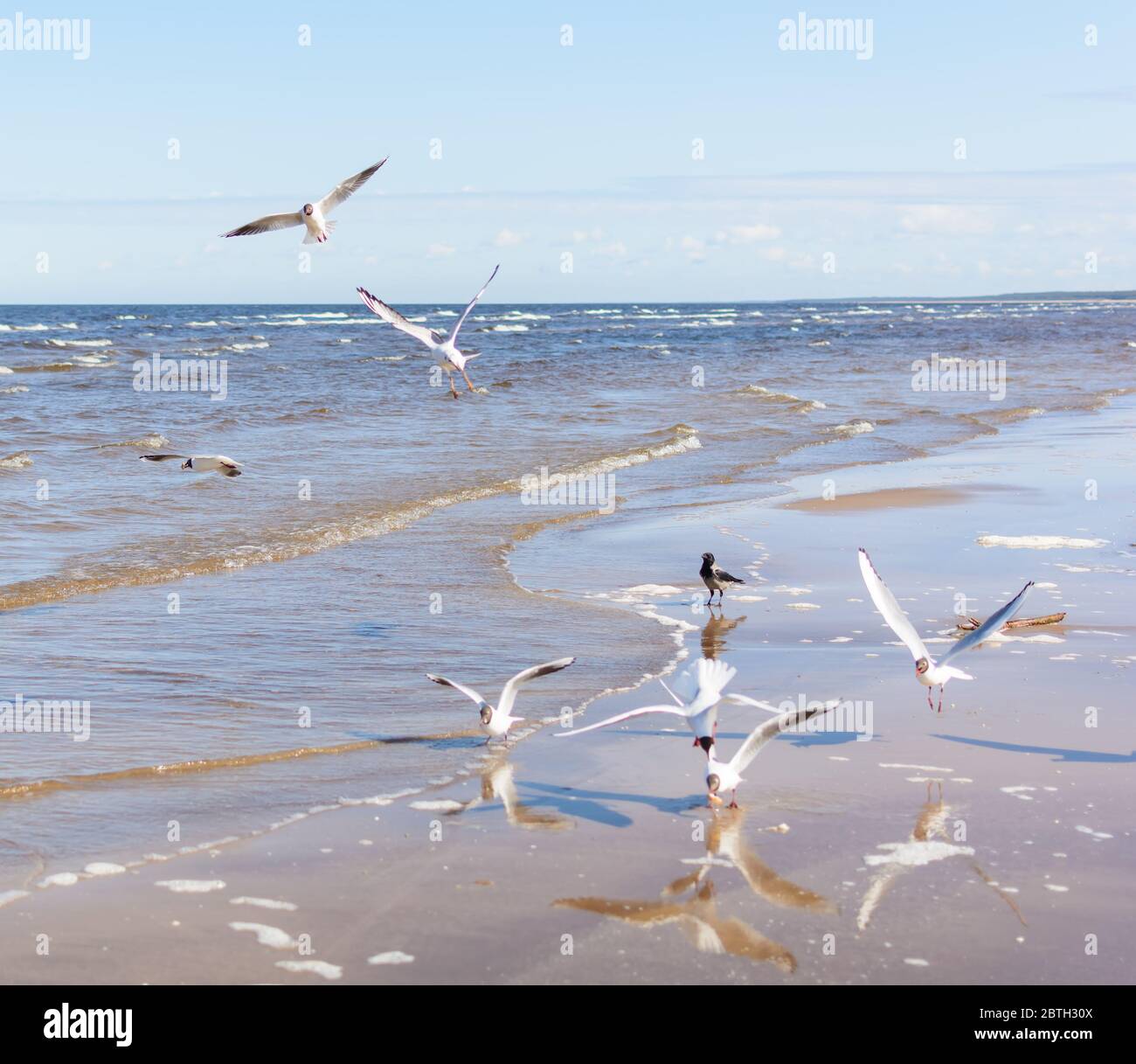Flock of seagulls flying above the water Stock Photo - Alamy