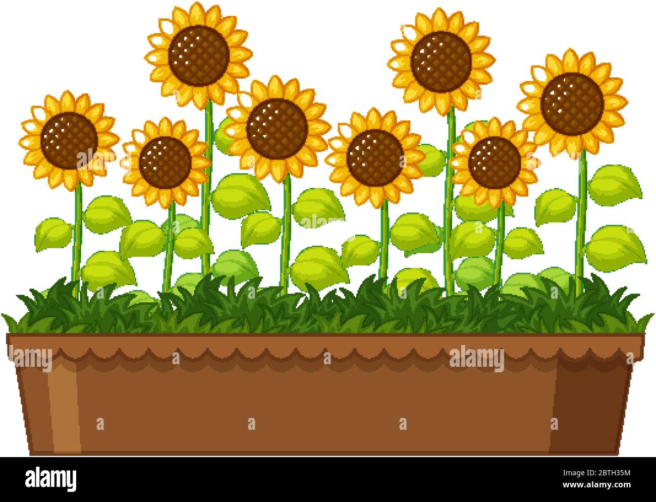 Beautiful sunflowers in pot on white background illustration Stock
