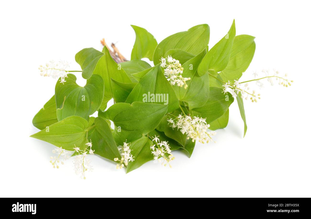 Wild lily of the valley hi-res stock photography and images - Alamy