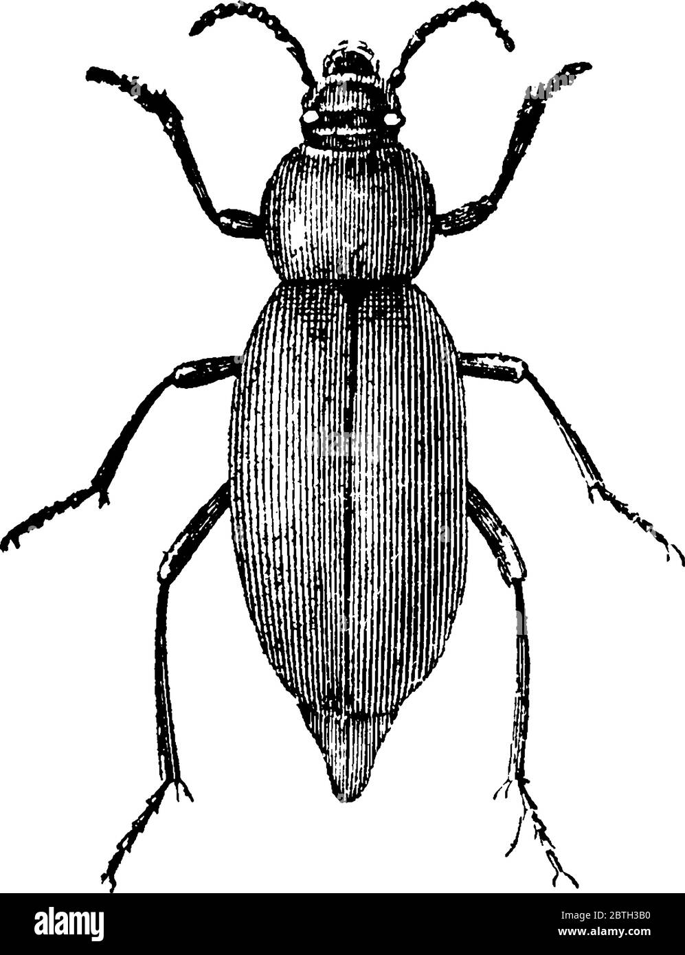 Churchyard Beetles have an oval shaped body tapering towards the end, with longitudinal stripe like markings, running all over their body, vintage lin Stock Vector