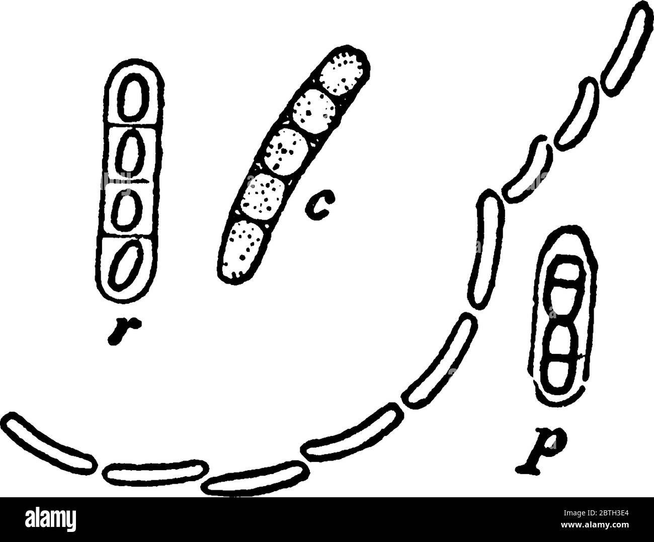 Motile Rods Bacillus Megaterium High Resolution Stock Photography and Images - Alamy
