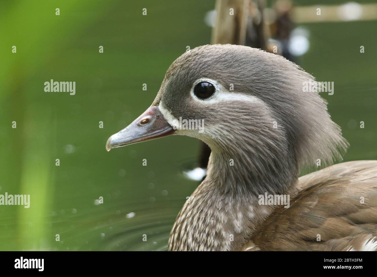 A head shot of a pretty female Mandarin Duck, Aix galericulata