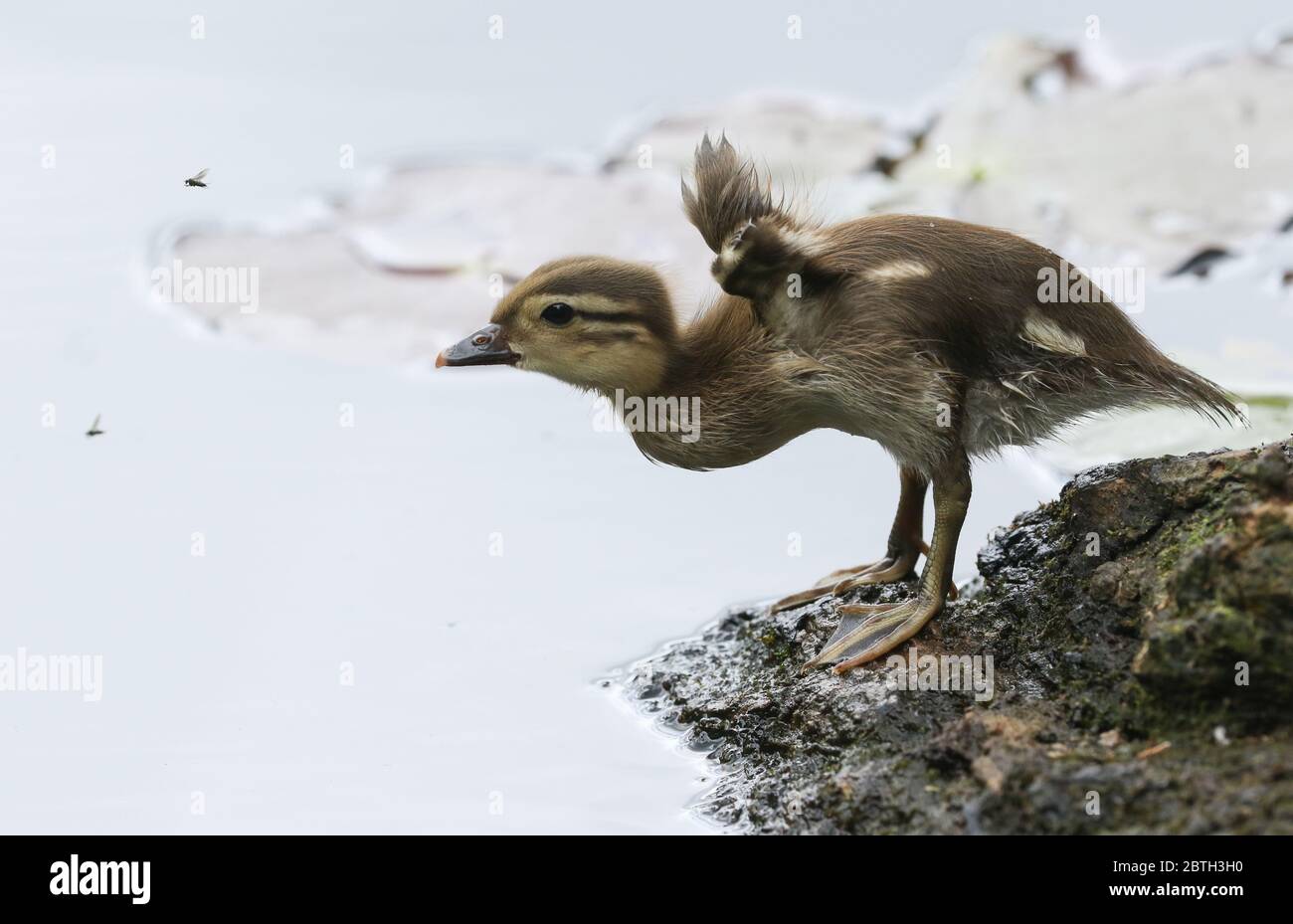 A cute Mandarin Duckling, Aix galericulata, standing at the edge of a pond flapping its wings and chasing after fly's. Stock Photo