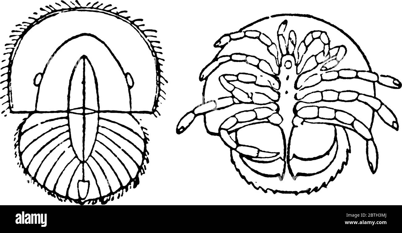 A typical representation of the trilobite stage of Limulus polyphemus with, A & B, representing, inner ramus and outer ramus, respectively, vintage li Stock Vector