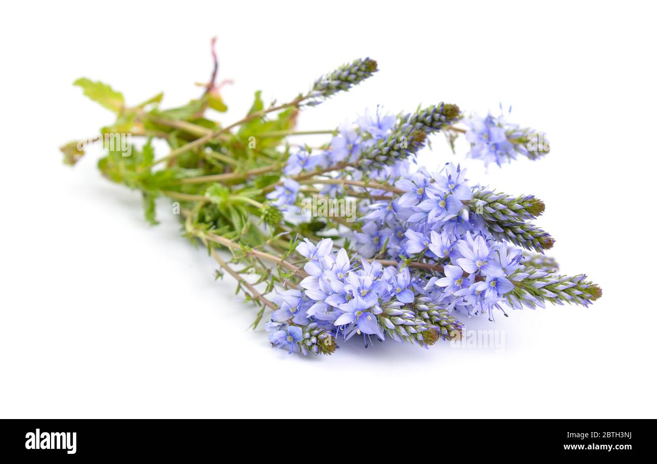 Veronica prostrata flowers isolated on white background Stock Photo