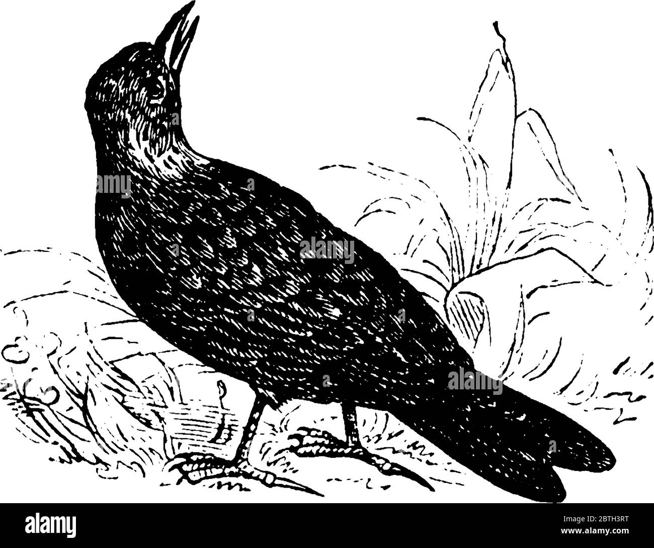 The Lark Alaudidae Is A Songbird Vintage Line Drawing Or Engraving Illustration Stock Vector Image Art Alamy The Lark Alaudidae Is A Songbird Vintage Line Drawing Or Engraving Illustration Stock Vector Image Art Alamy