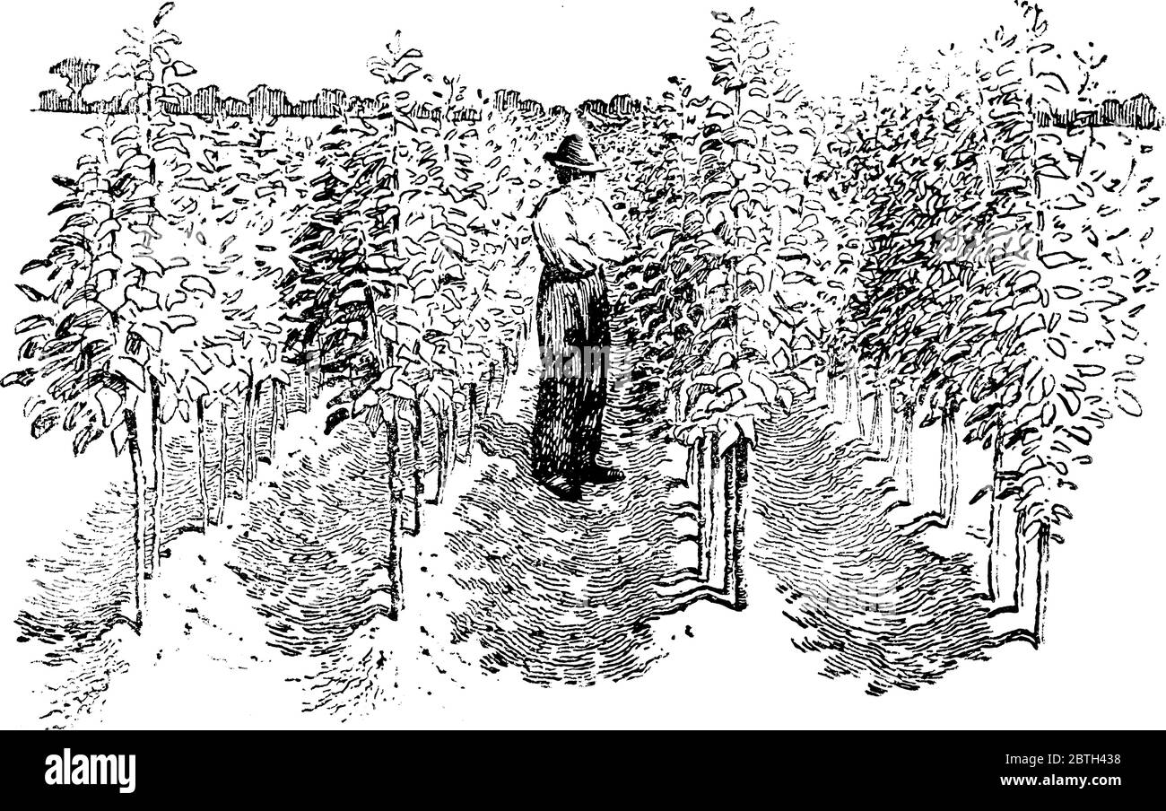 Image showing a man is standing in apple tree nursery having multiple rows of trees, vintage line drawing or engraving illustration. Stock Vector