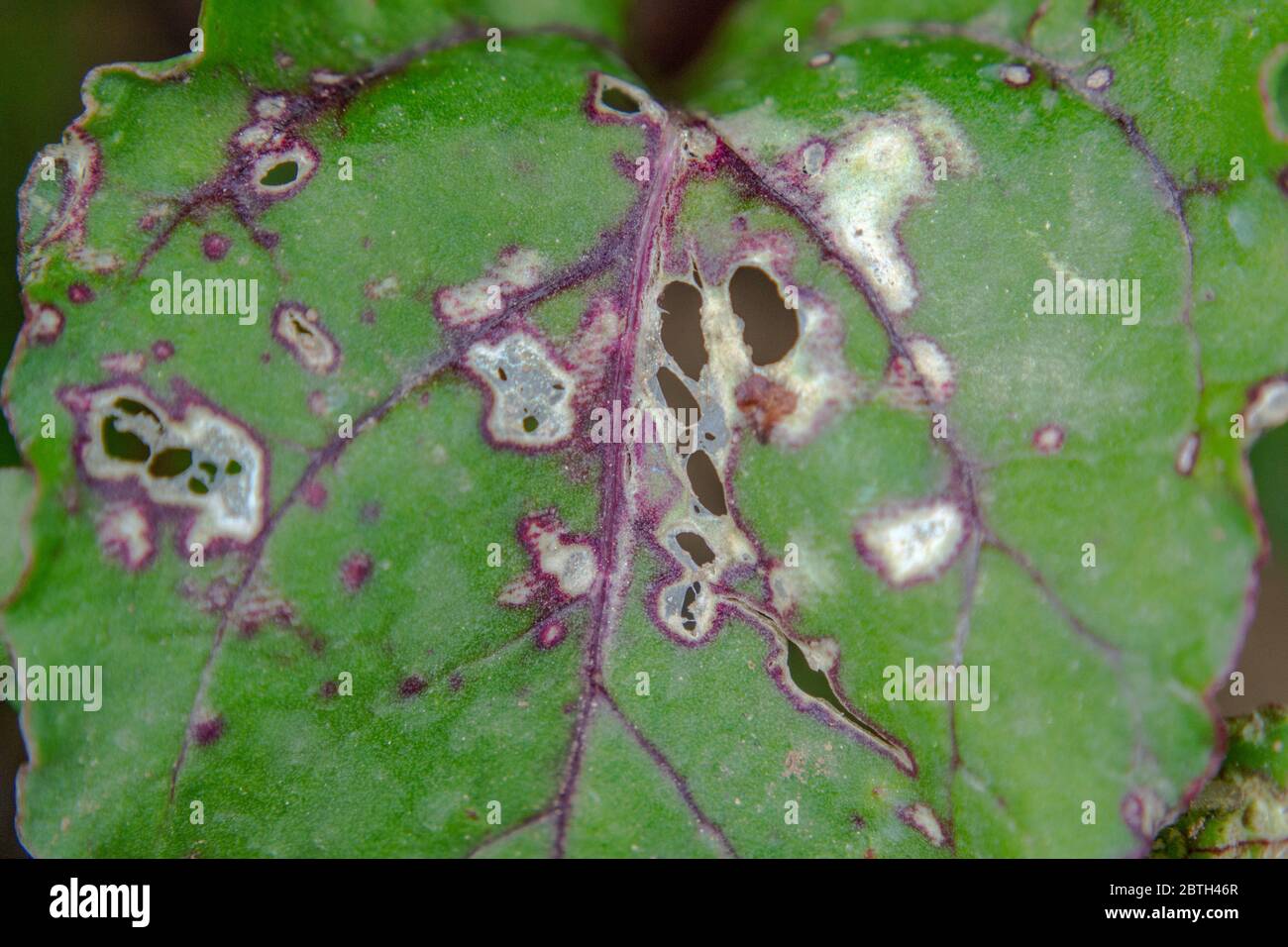 Cercospora beticola leaf white spots on red swiss chard leaf Stock Photo