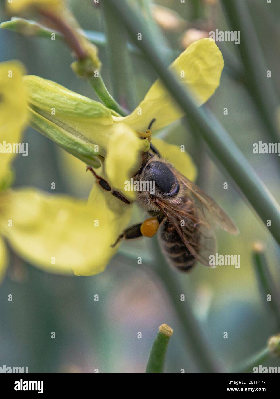 Bee hug flower of garden cabbage, Brassica oleracea  capitata Stock Photo