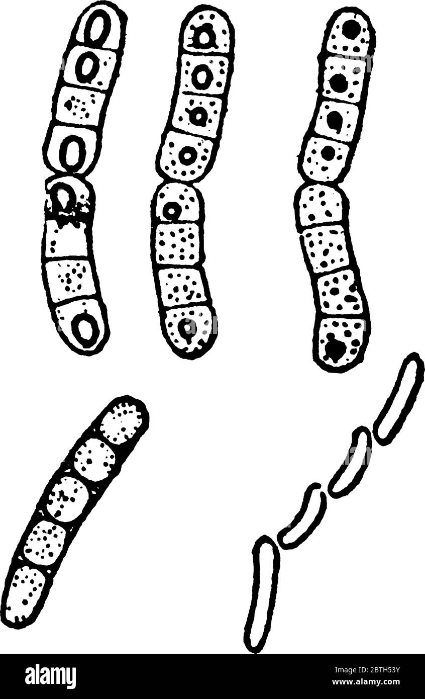 A typical representation of the successive stages in the development of the spores, like spheres lined inside a rod, vintage line drawing or engraving Stock Vector