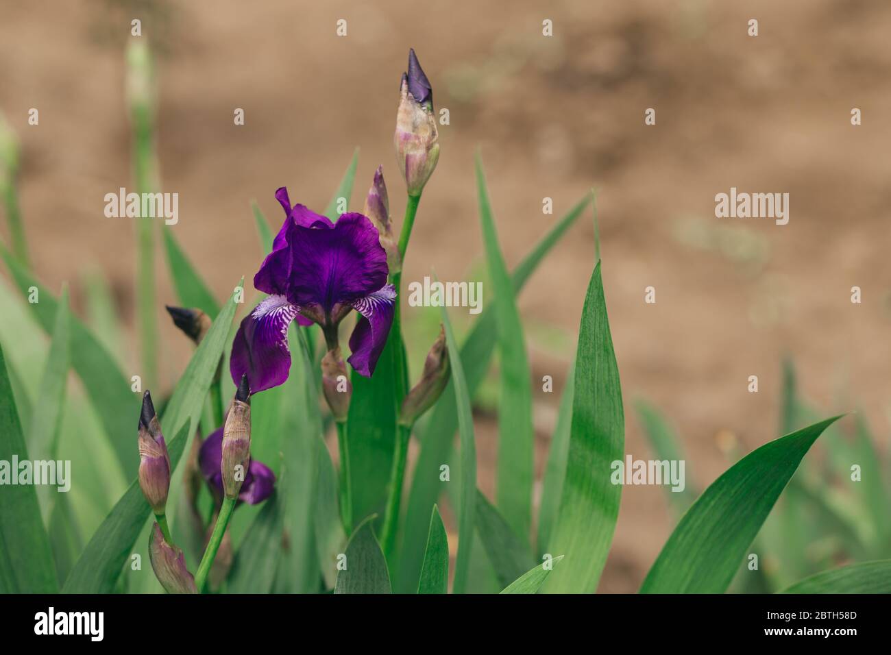 Beautiful purple Iris flower in the spring garden.  Selective focus. Place for text. Stock Photo