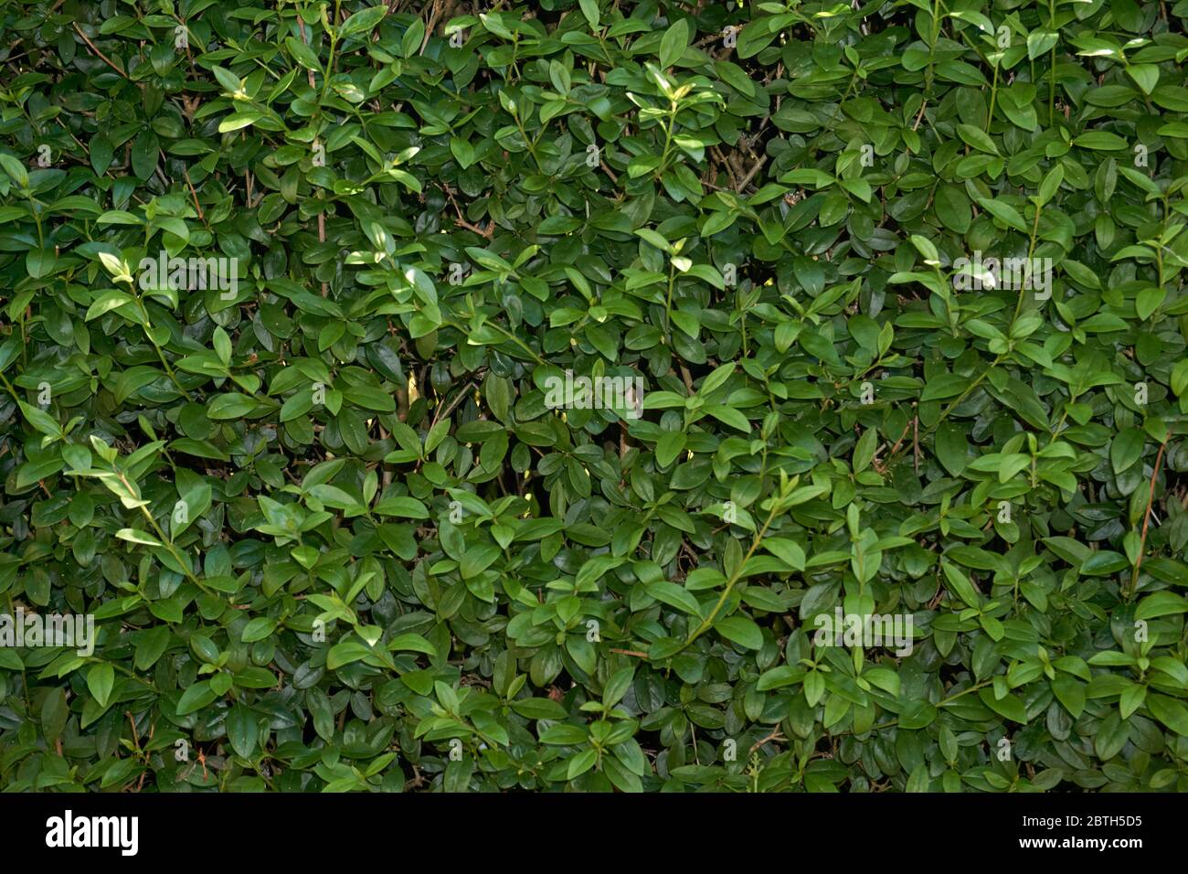 The wall consists of a green hedge , rich beautiful color , can be used as background, texture, backdrop. Stock Photo