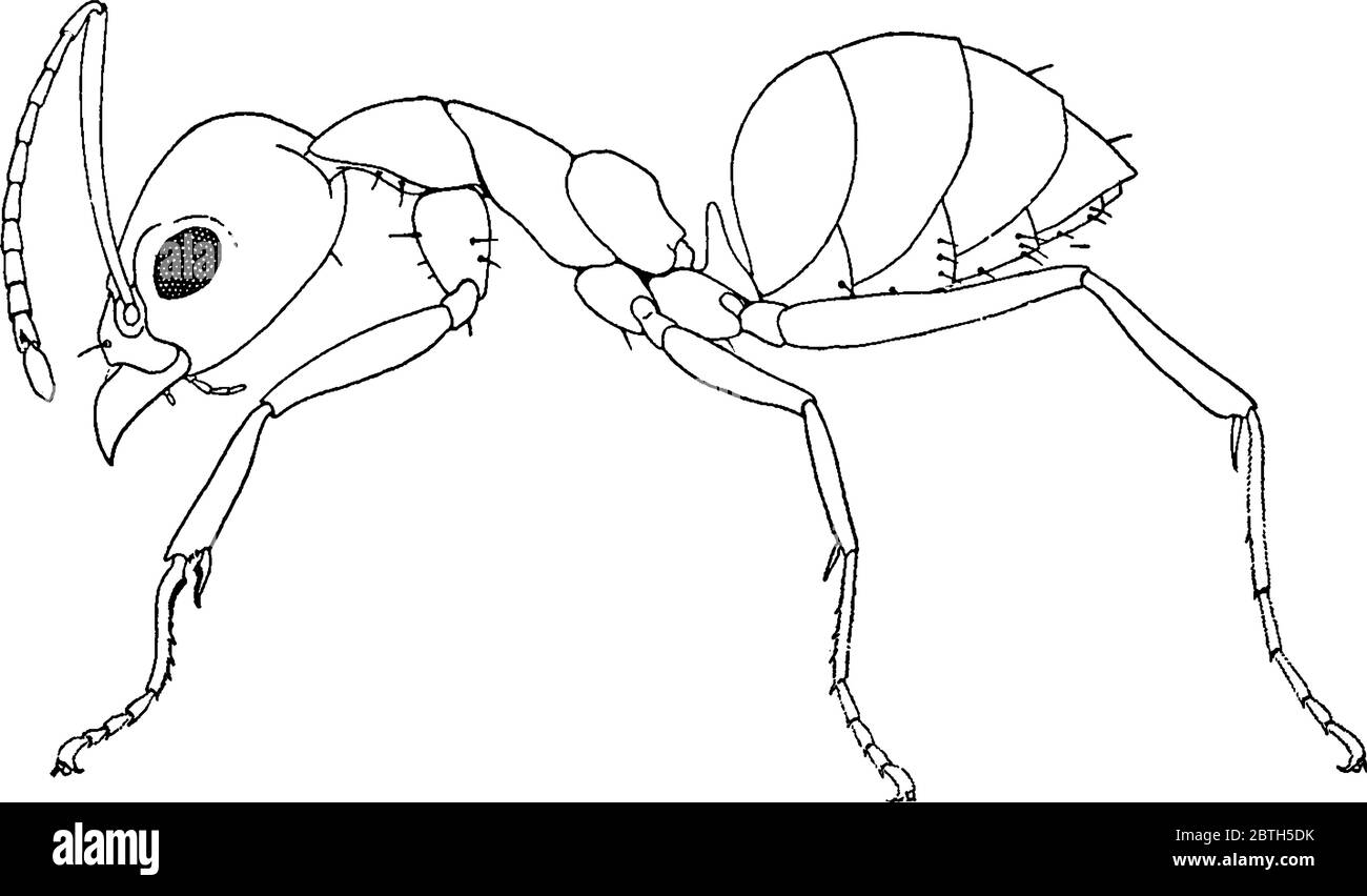 Argentine ant is a small ant with four legs and red head native of south Africa, vintage line drawing or engraving illustration. Stock Vector