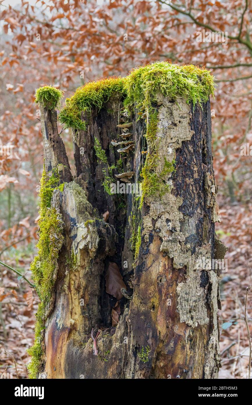 closeup shot showing a overgrown tree snag in natural forest ambiance Stock Photo