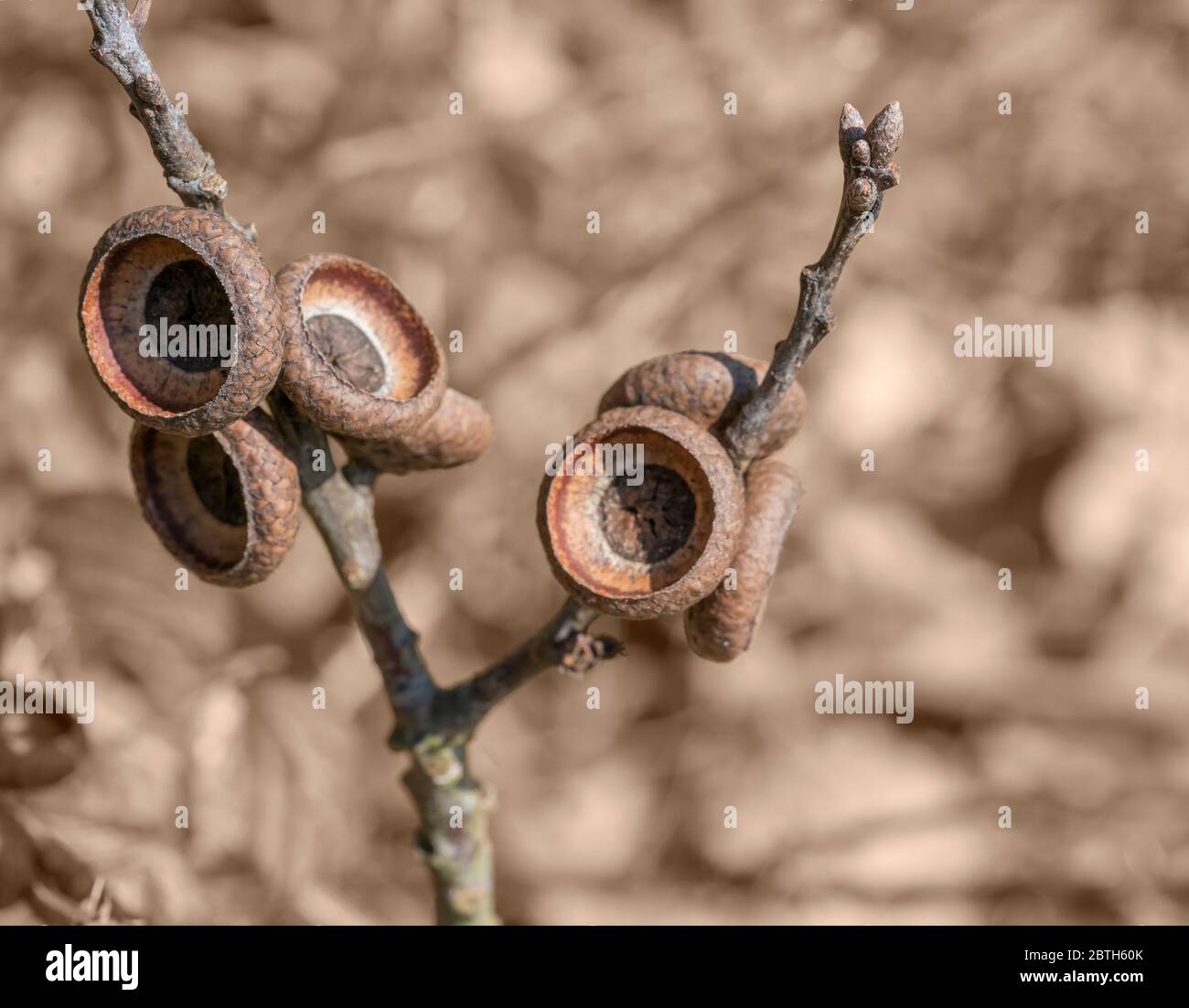 sunny illuminated dry acorn cupules closeup Stock Photo