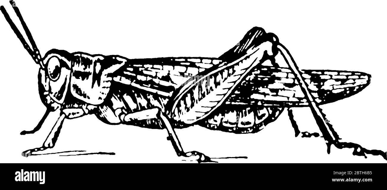 Life cycle of Locust stage six, locusts at this level have fully pledged wings and can fly
